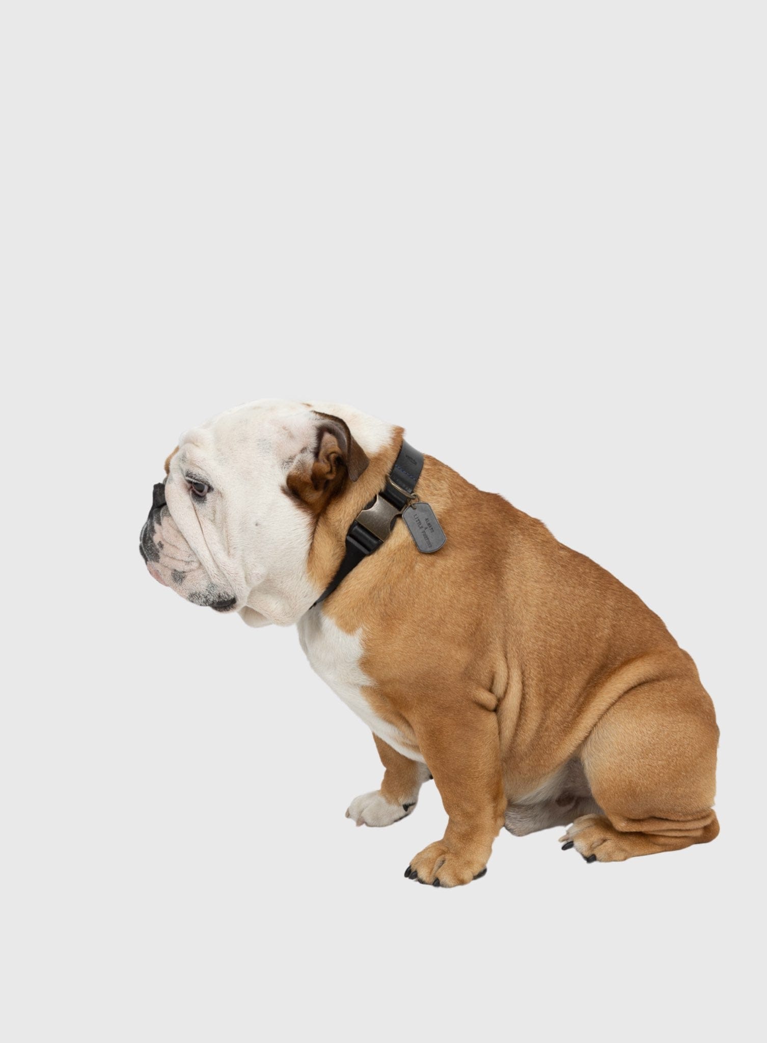 alf dog collar antique brass with tag worn by pet side-view.