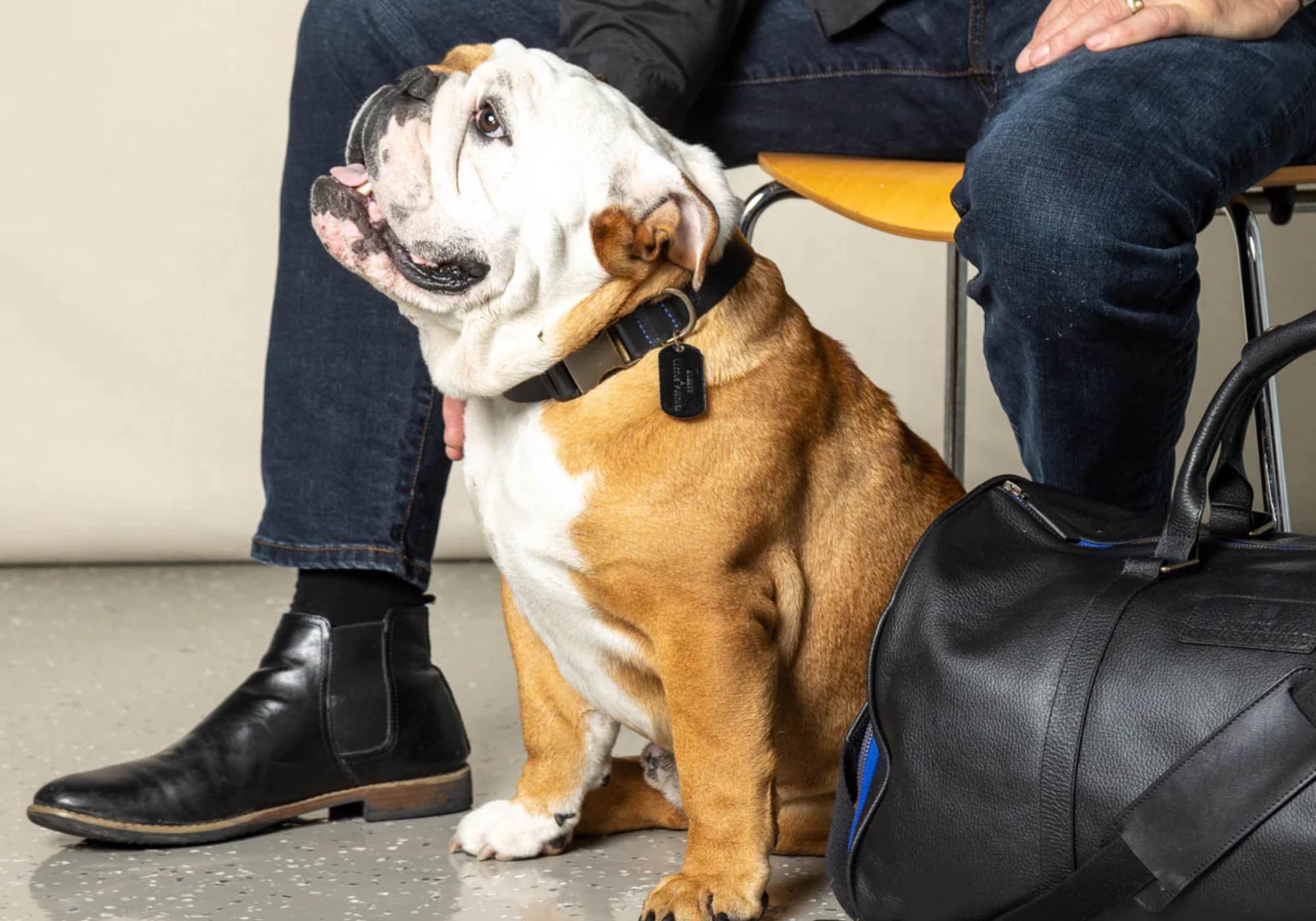 Alfie bulldog wearing collar, lifestyle photo, Billy collection