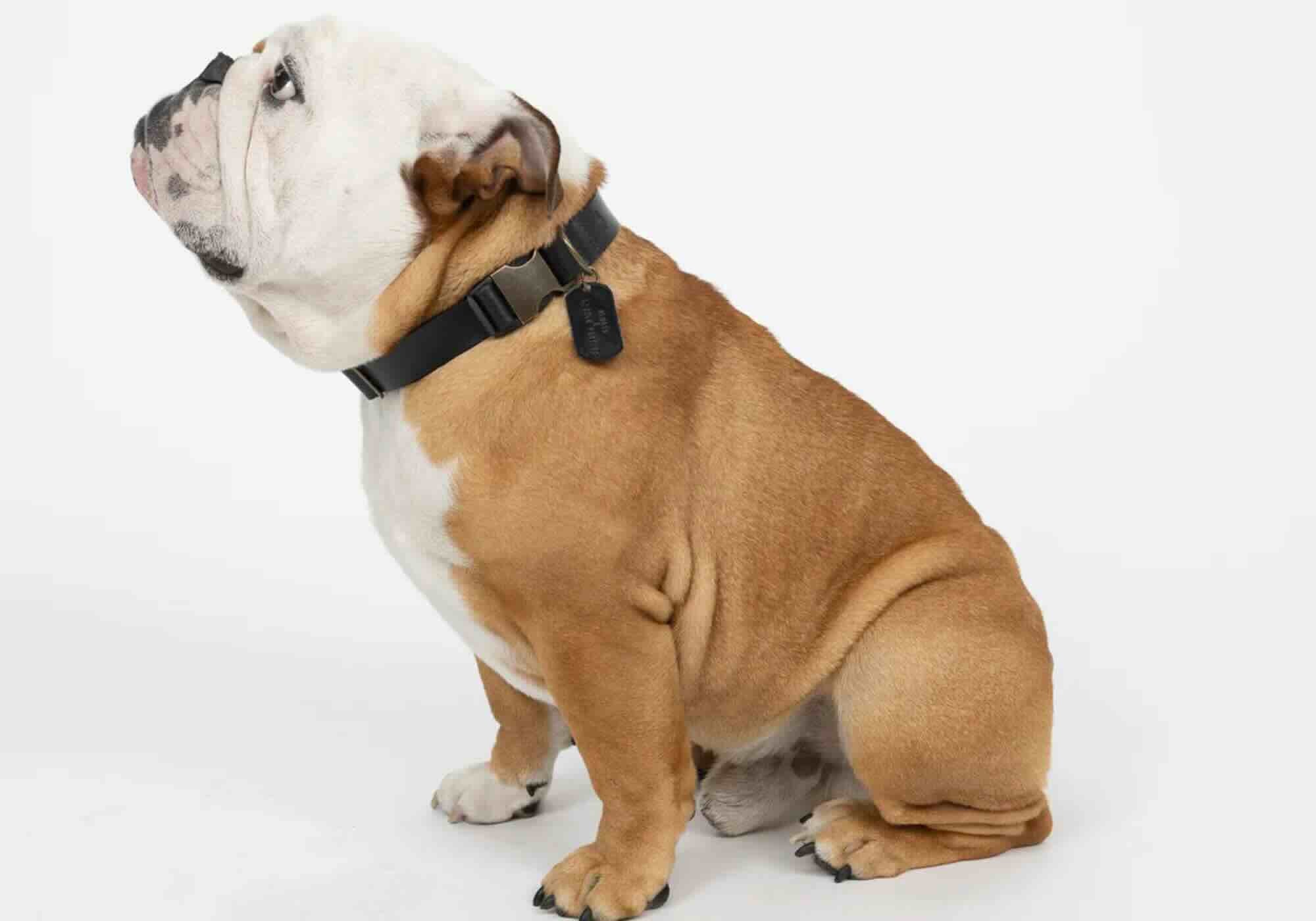 Billy Collection Alfie Collar on Bulldog - Side View