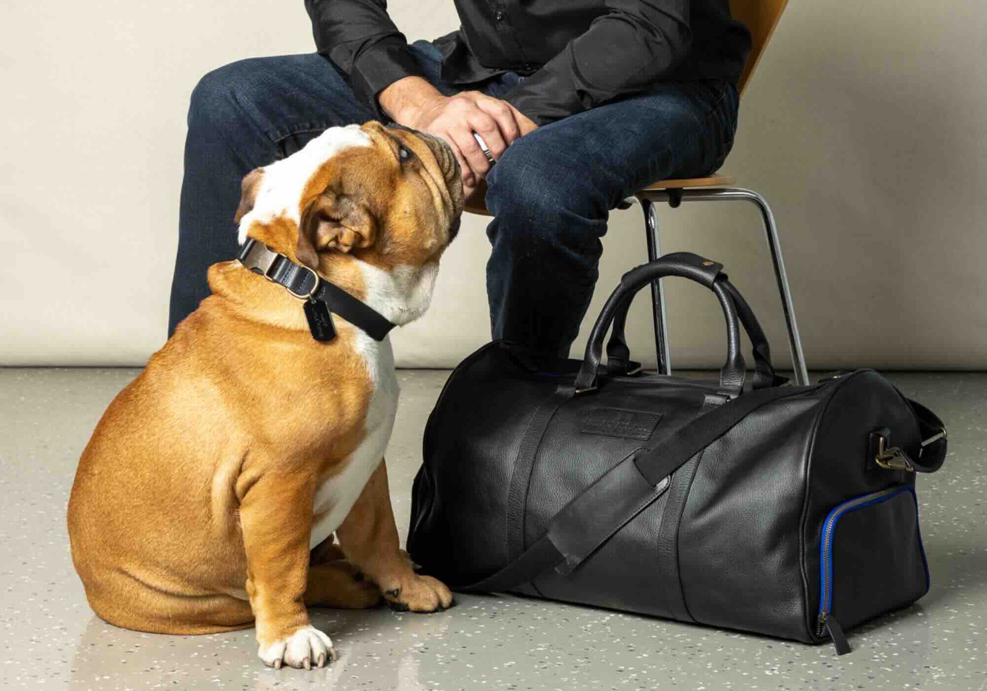 Alfie the bulldog wearing dog collar with man and bag