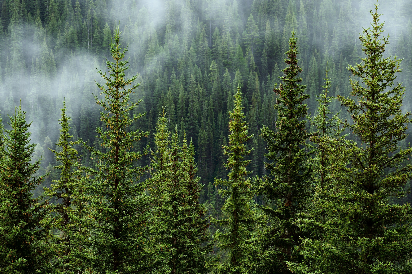 forest.